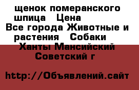 щенок померанского шпица › Цена ­ 45 000 - Все города Животные и растения » Собаки   . Ханты-Мансийский,Советский г.